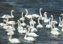 Cornwall Favourites: A haven for birds and an ancient heritage site