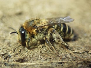 Researchers make exciting bee discovery in Cornwall