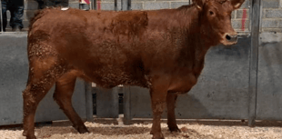 Truro Livestock Market Report: Wednesday, January 14