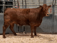 Truro Livestock Market Report: Wednesday, January 14