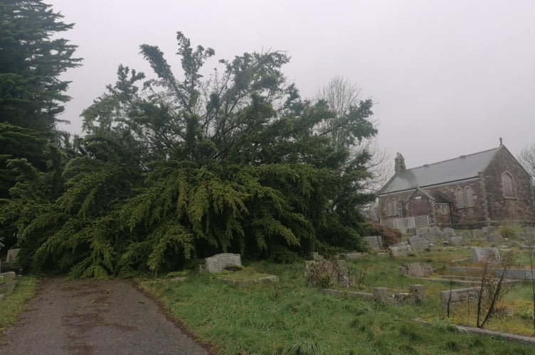 Huge trees have fallen at the cemetery  (Picture: Emerald Clancey)