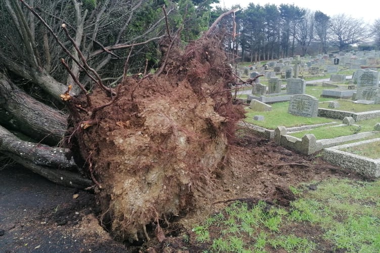 One of the trees uprooted at Fairpark Cemetery (Picture: Emerald Clarey)