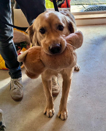 Lots of pet pooches had fun at the open day