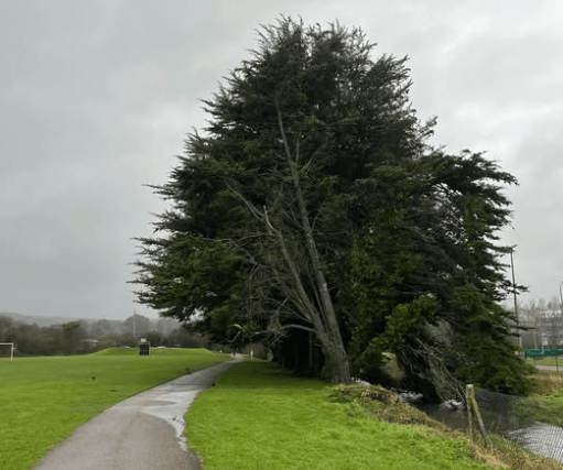 Tree hazard forces closure of part of Par Track