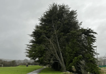 Tree hazard forces closure of part of Par Track