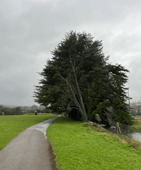 A  large tree is leaning heavily and is at risk of falling at Par Track
