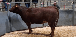 Truro Livestock Market Report: Wednesday, January 21