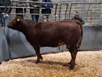 Truro Livestock Market Report: Wednesday, January 21