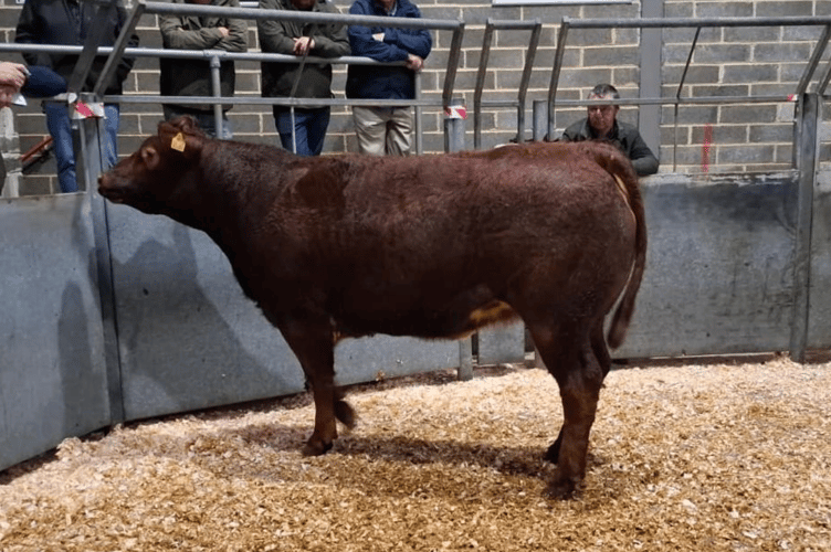 Limousin x heifer to 418p (618kg) for Mr R E Richards of St Keverne, Helston.