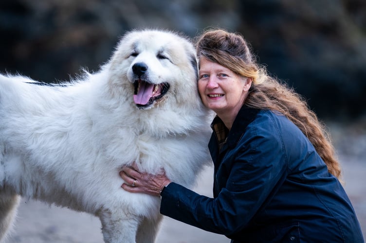 Steve and Helen who have recently adopted Brody - a white Pyrenean Mountain Dog now living in Cornwall. // A giant 10 stone dog "the size of a small polar bear" which was put up for adoption by an animal rescue centre has found a forever home with new owners. Brody - a white Pyrenean Mountain Dog - hit the headlines after he was taken in by Animal Concern Cumbria in December last year. The huge pooch weighs a whopping 66kg, stands six feet tall on his hind legs and can munch his way through 1kg of dog biscuits in a single day. The six-year-old's previous owners had handed him after saying they could "no longer give him the attention he deserved".