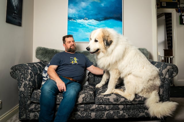 Dog 'as big as a polar bear' finds new home in Cornwall