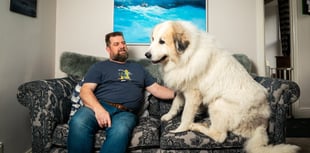 Dog 'as big as a polar bear' finds new home in Cornwall