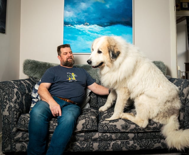 Dog 'as big as a polar bear' finds new home in Cornwall
