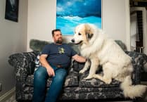 Dog 'as big as a polar bear' finds new home in Cornwall