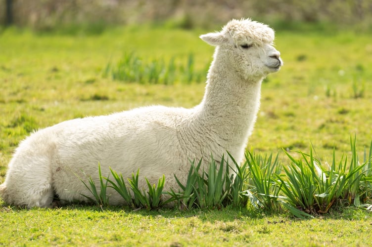 Giovanni, an 18-year-old alpaca at Screech Owl Sanctuary & Animal Park in Saint Columb, Cornwall.  Videos show an alpaca looking in the mirror 'for company' - to help him with loneliness. Giovanni, an 18-year-old alpaca, has been given mirrors in his field to help him feel less lonely - after two alpacas he shared a pen with (named Eddie and Guiseppie) died of old age.Giovanni lives at Screech Owl Sanctuary & Animal Park in Saint Columb, Cornwall.Owners Kevin and Karen explained how they have been on the look out for new company for Giovanni - as alpacas are herd animals.
