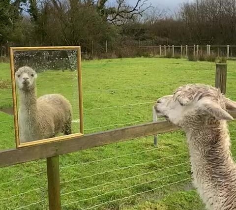 Alpaca gets mirror to help him feel less lonely