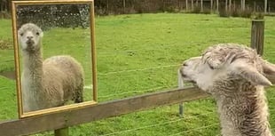 Alpaca gets mirror to help him feel less lonely