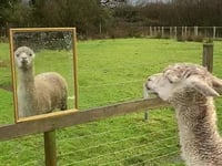 Alpaca gets mirror to help him feel less lonely