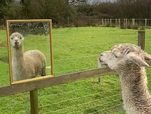 Alpaca gets mirror to help him feel less lonely