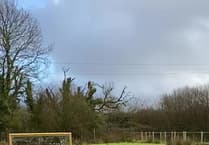 Alpaca gets mirror to help him feel less lonely