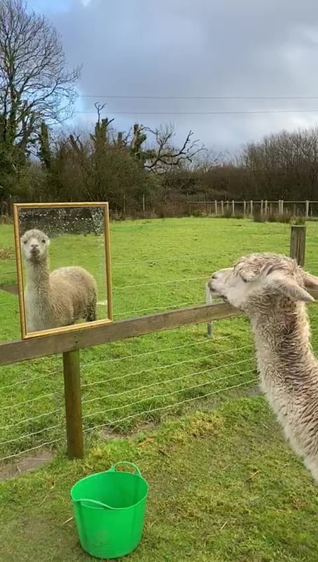 Video grab of Giovanni, an 18-year-old alpaca,looking in the mirror at  Screech Owl Sanctuary & Animal Park in Saint Columb, Cornwall.  Videos show an alpaca looking in the mirror 'for company' - to help him with loneliness. Giovanni, an 18-year-old alpaca, has been given mirrors in his field to help him feel less lonely - after two alpacas he shared a pen with (named Eddie and Guiseppie) died of old age.Giovanni lives at Screech Owl Sanctuary & Animal Park in Saint Columb, Cornwall.Owners Kevin and Karen explained how they have been on the look out for new company for Giovanni - as alpacas are herd animals.
