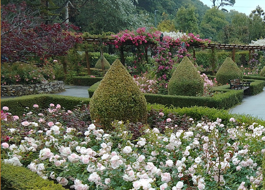 The Rose Garden