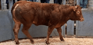 Truro Livestock Market Report: Wednesday, January 28