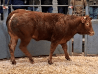 Truro Livestock Market Report: Wednesday, January 28