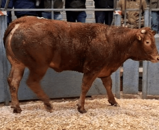 Truro Livestock Market Report: Wednesday, January 28