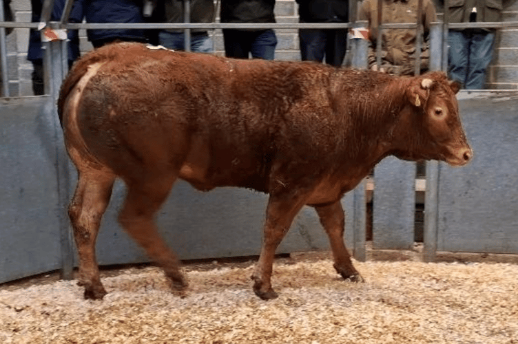 Limousin x heifer to 418p (619kg) for Mr R H Eddy of Tehidy, Camborne.