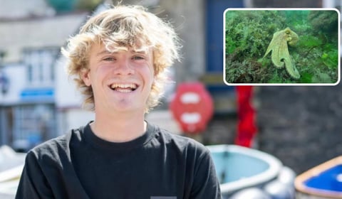 Octopus surge threatens future of local shellfish fishing