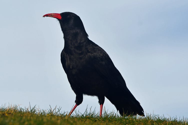 Cornish Chough