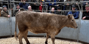 Truro Livestock Market Report: Wednesday, February 4
