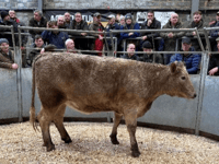 Truro Livestock Market Report: Wednesday, February 4