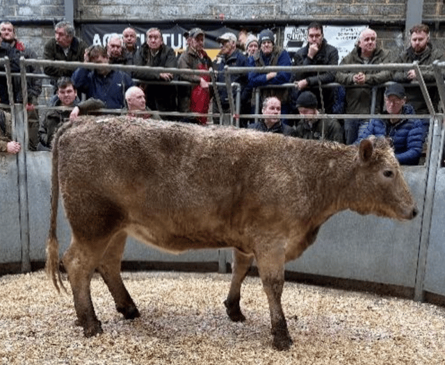 Truro Livestock Market Report: Wednesday, February 4