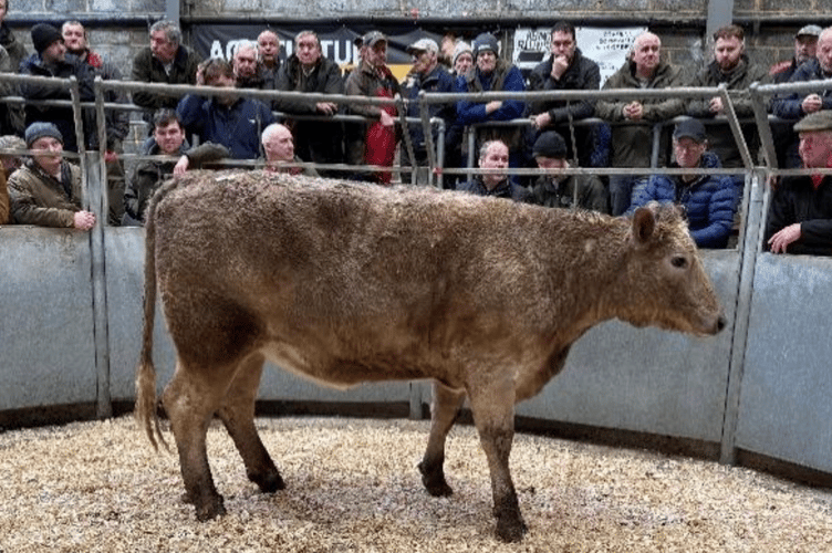 Charolais x heifer to £2210 for
Mr A Blamey of Veryan, Truro.