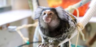 Primate sanctuary warns of welfare crisis ahead of new licensing laws