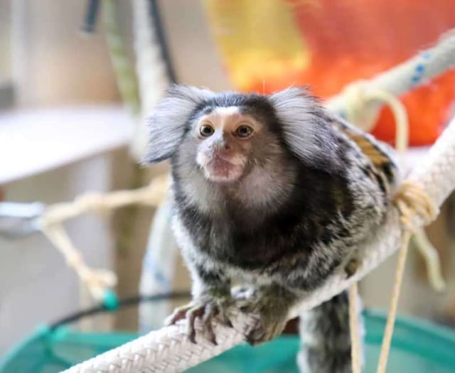 Primate sanctuary warns of welfare crisis ahead of new licensing laws