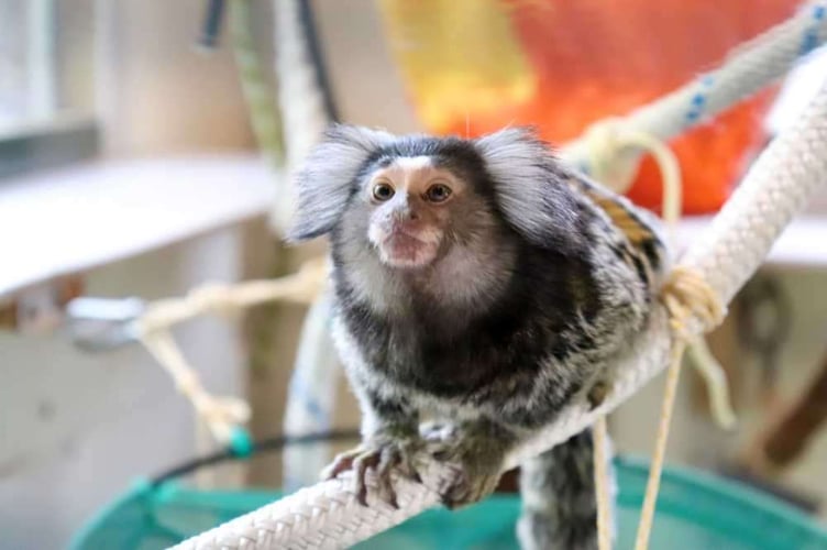 Wild Futures continues to rescue small primates, including Bobby, a common marmoset who is suffering from metabolic bone disease caused by an improper diet.