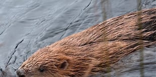 Celebrations as beavers released at nature reserve