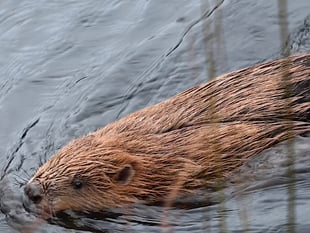 Celebrations as beavers released at nature reserve