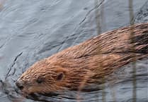 Celebrations as wild beavers released at nature reserve in Cornwall