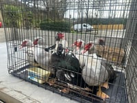 Duck drama ends happily thanks to quick thinking locals