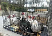 Duck drama ends happily thanks to quick thinking locals