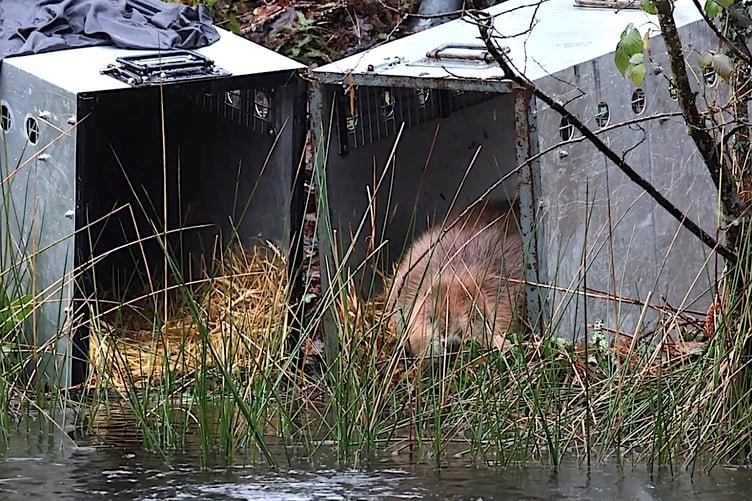 One of the beavers about to enter the water in Cornwall. (Picture: Beaver Trust)