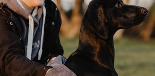 Dog lover develops clever towel to tackle wriggly wet dogs 