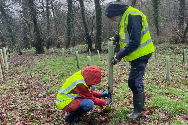 One of the trees being planted in the grounds of the care home at Porthpean.