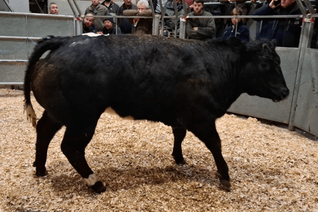 Truro Livestock Market Report: Wednesday, February 11