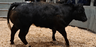 Truro Livestock Market Report: Wednesday, February 11