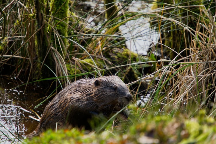Parsnip leaves the water, © Beaver Trust.